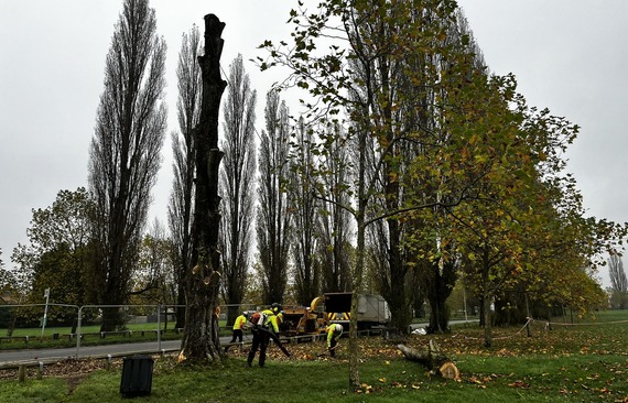 Stroud Green Italian Poplar felling