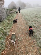 Dog walking Purley