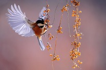 Bird feeding on berrys