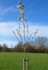 Run Together Tai Haku blossom