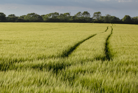 Nature landscape West Lindsey