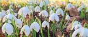 snowdrops