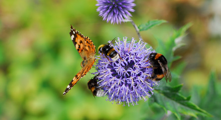 Bees and a butterfly pollinating a flower