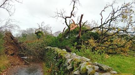 Fallen tree