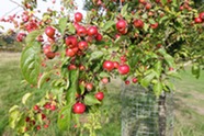 Small ripe fruits of crab apple growing in an orchard