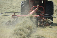 A small tractor-driven hay rake producing a windrow in a field