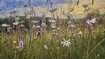 Long grass and wildflowers in a field