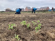 Volunteers planting plug plants in Parkview Fields