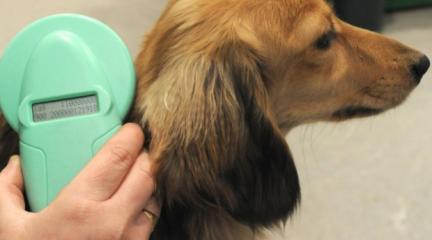 Microchipped dog being scanned