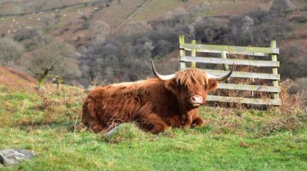 A Highland cow at Low Pike