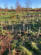 Saplings planted at Pooley Bridge