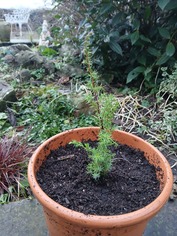 Sapling in a pot