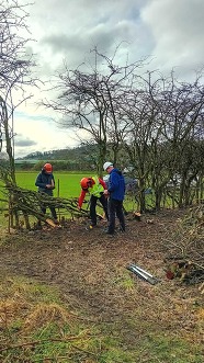 Hedge laying with KCV