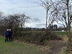 Council staff learning the Westmorland hedge laying style