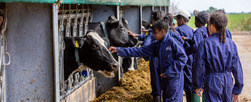 cows