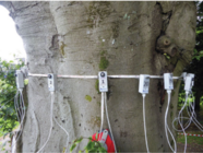 Arbotom tomograph on a beech tree