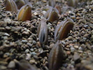 Mussels