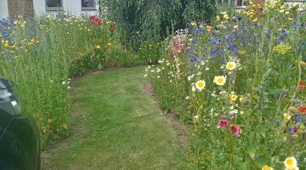 Wild flower pathway at Redhills