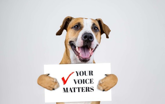 Make sure you can vote