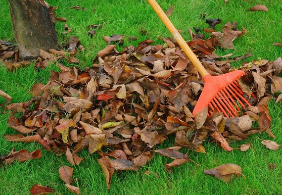 Our garden waste scheme is now only £30 for the rest of the year