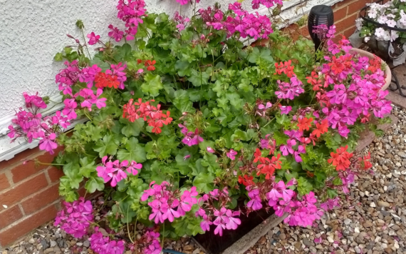 black box flowers