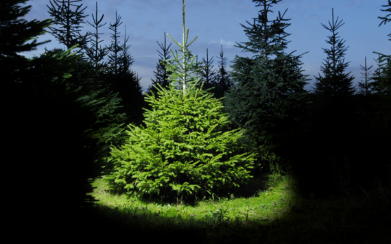 Christmas tree in a spotlight