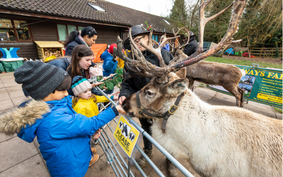 an image of a child with reindeer at Dinton Pastures