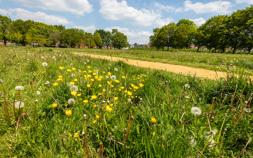 Wildflowers blossoming in the foreground at Hazebrouck Meadow on a sunny day