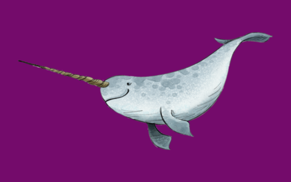 A narwahl (a whale with a horn), one of the animals featured in the winter reading challenge