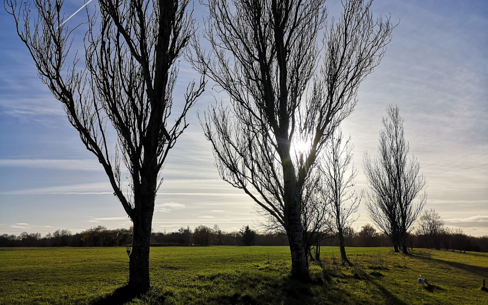 Trees growing at Dinton Pastures on a bright, sunny morning