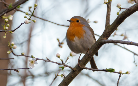 Robin sat on tree