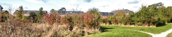 banner image of homes at Montague Park, in South Wokingham, with trees and greenery in foreground