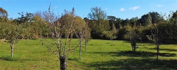 image of the community orchard at Buckhurst Meadows, Montague Park showing apple trees in winter