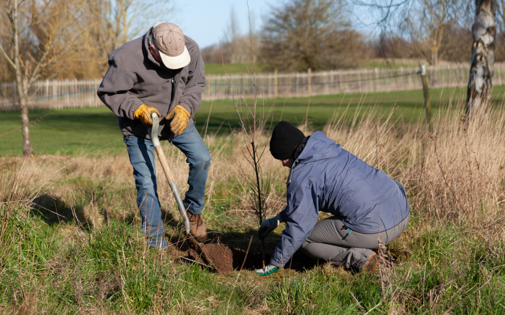 A man and a woman empty a space in the ground to plant a small tree
