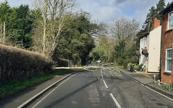 A tree fallen in the road