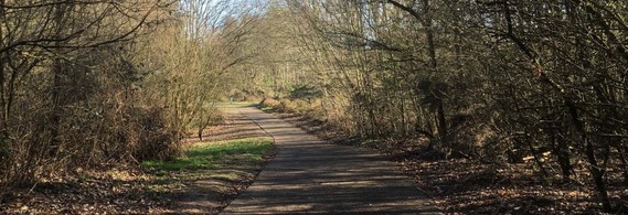 Shot of the WBC greenway near California Country Park, with tall bare autumnal trees growing at either side of it