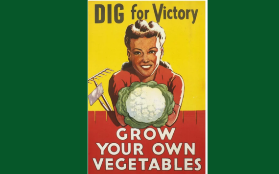 World War Two poster of a woman holding a cauliflower with gardening tools wiwth text dig for victory. Grow your own vegetables.