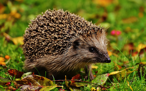 A hedgehog on some grass