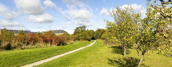 wide shot of a nature park in South Wokingham on a sunny day, with a path stretching into the background and a tree right of frame