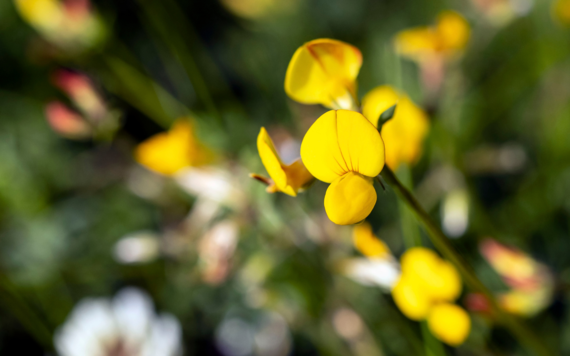 Bird's foot trefoil