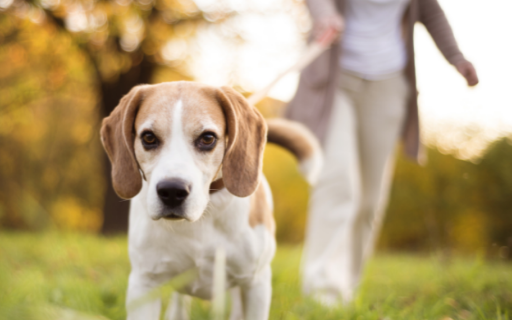 A small dog runs through grass towards the camera, with the owner walking behind