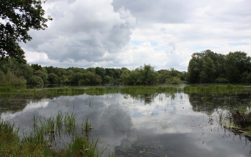 A lake at Charvil Country Park on a still day