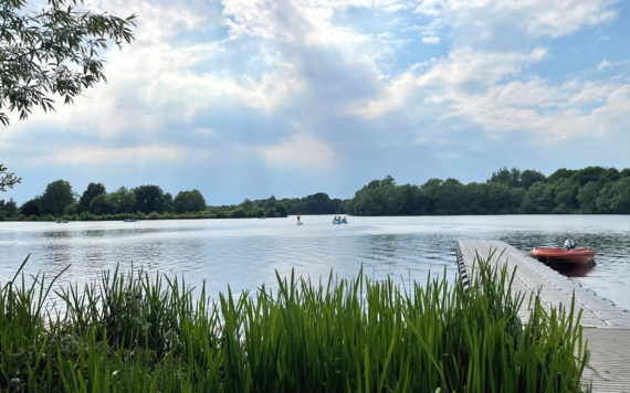 A lake in Charvil Country Park with reed beds in the foreground