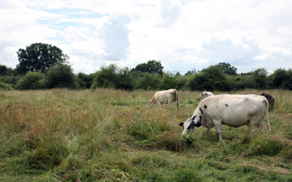 Three cows grazing in the meadows of a country park