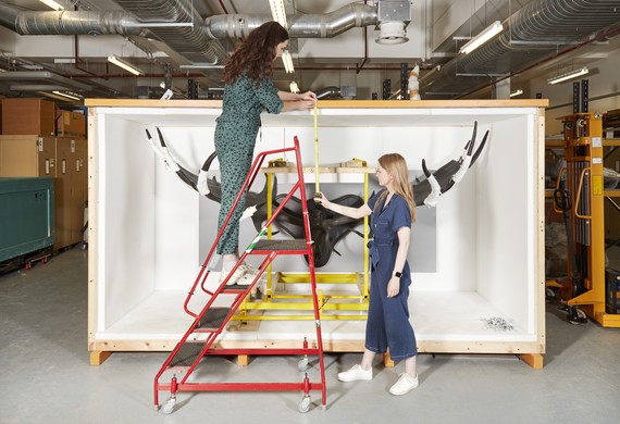 image of two women measuring the head of a large specimen at the Natural History Museum archives