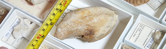 close-up of a measuring tape next to a preserved mollusc shell in a drawer