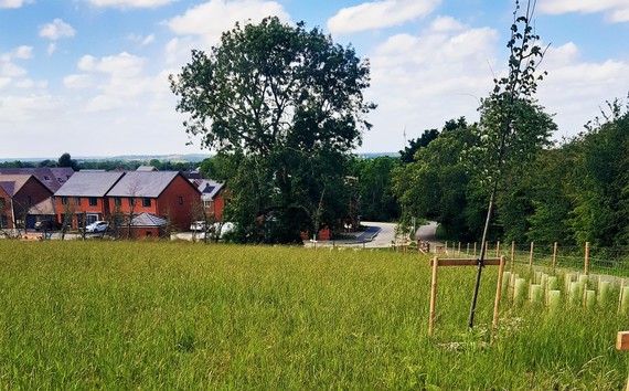 a photograph of Parklands nature park, Shinfield, on a sunny day with new trees in foreground and homes in background.