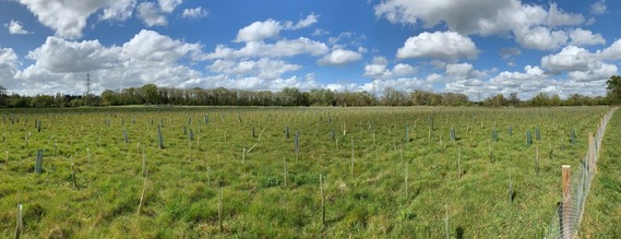 A large field of newly-planted trees under a blue, cloudy sky at Finchwood Park nature park in Arborfield