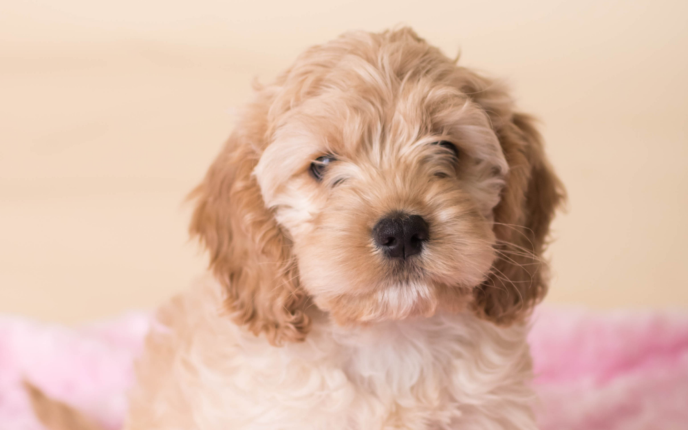 A cockapoo puppy looks at the camera