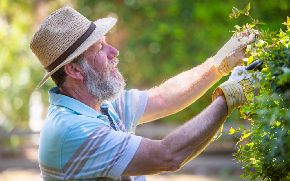 An older man trims back a hedge on a sunny day